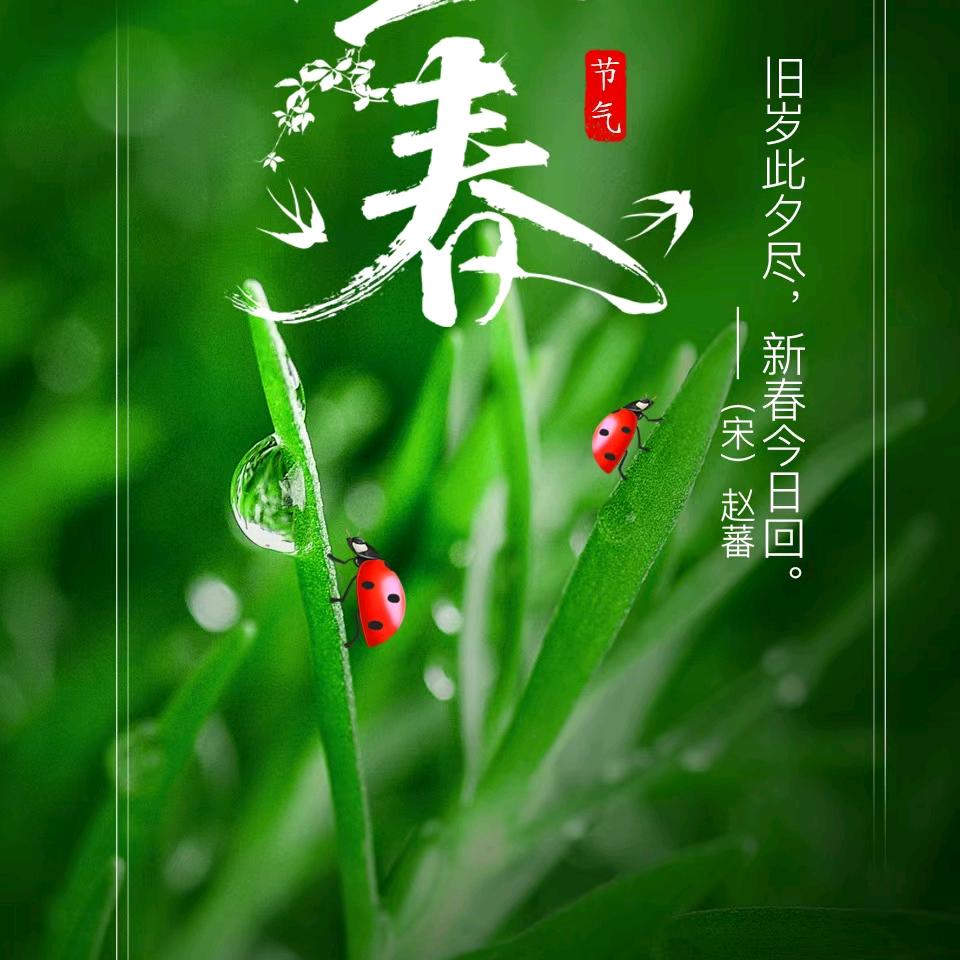 山鹰