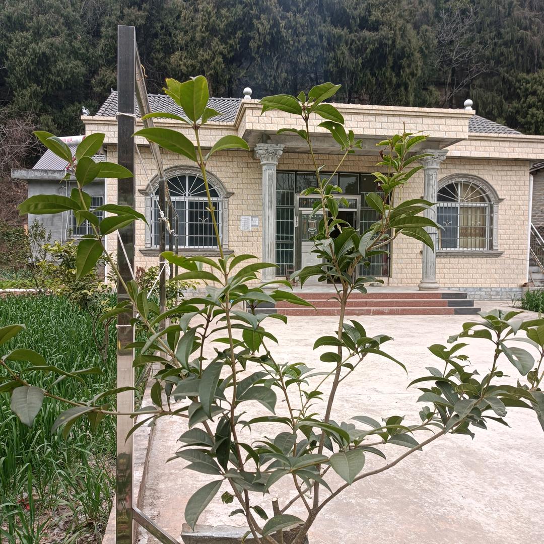 杨圆