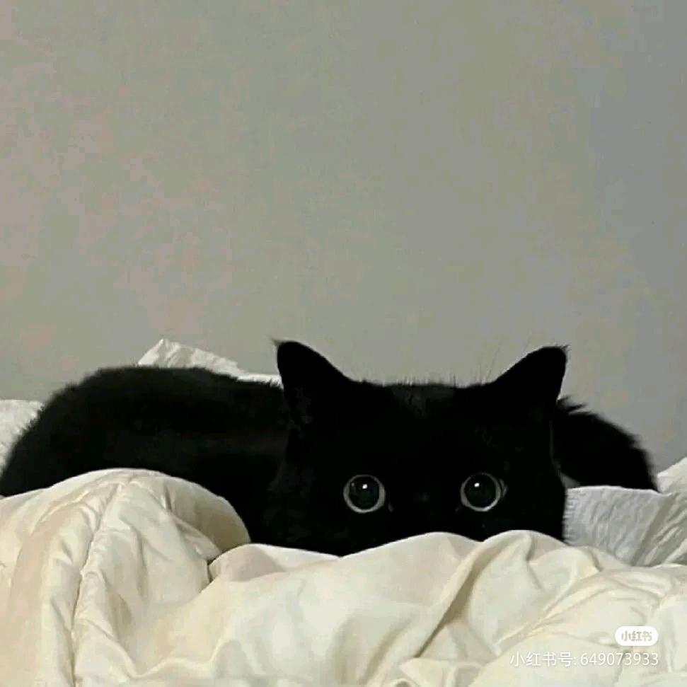 焦糖奶龙