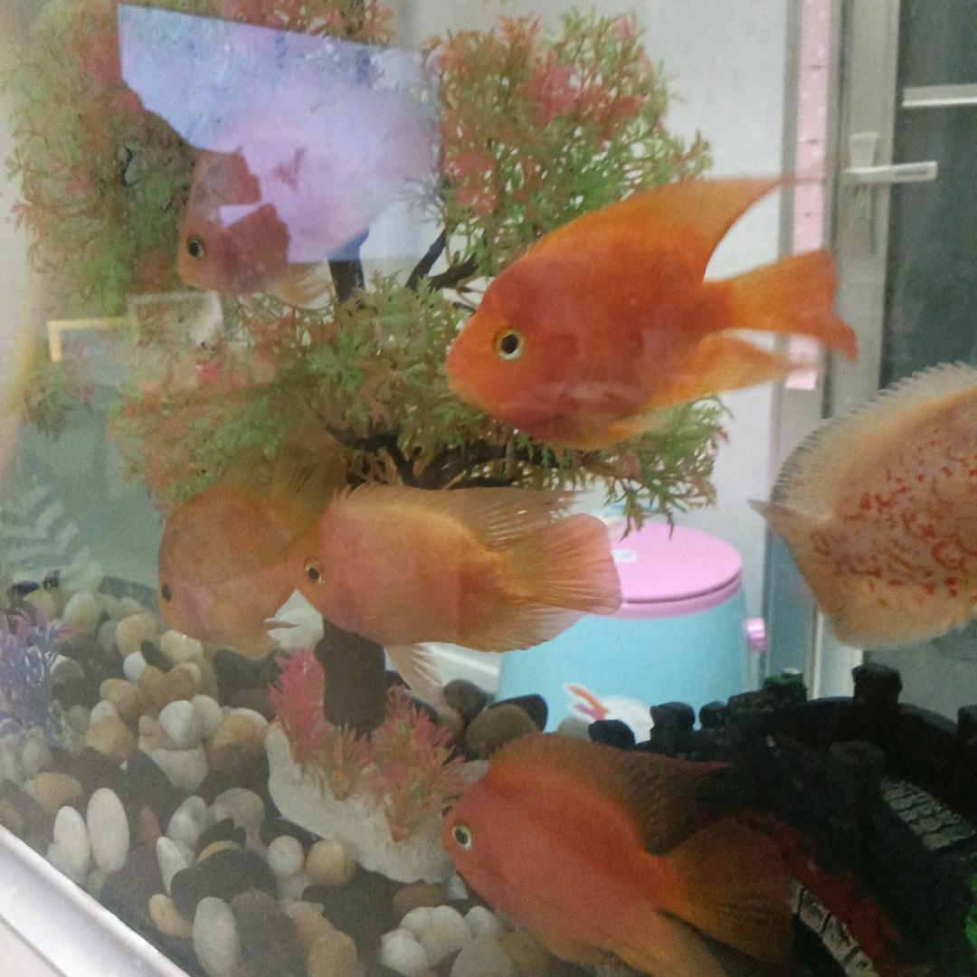 陈二姐