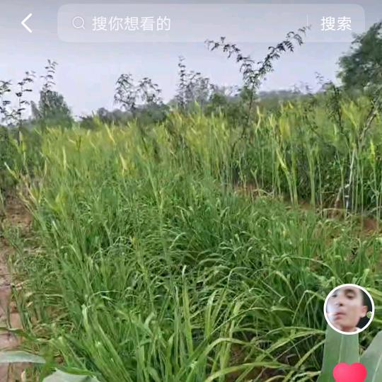 华州花椒,杨召