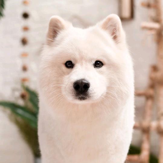 小李爱看剧