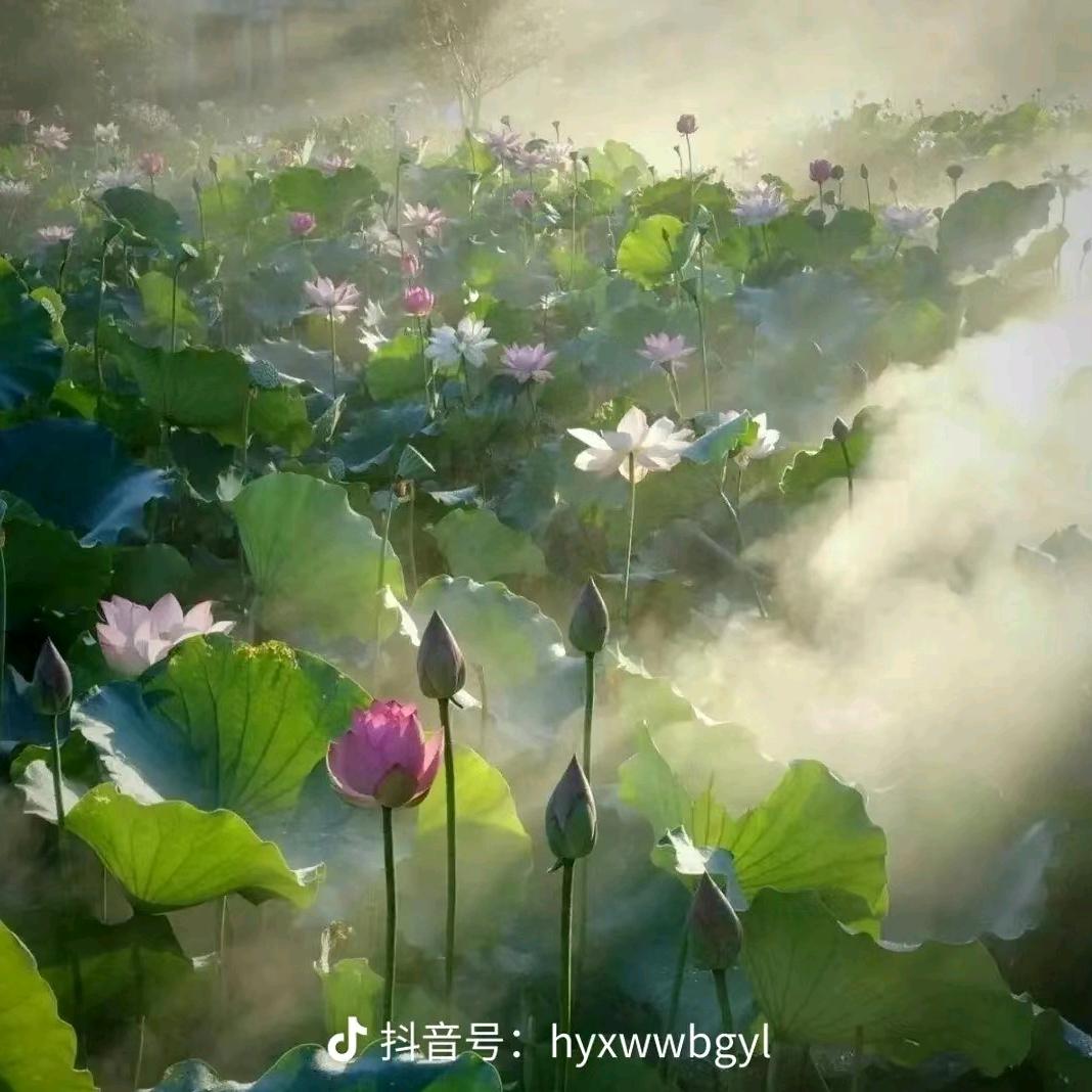 荷花