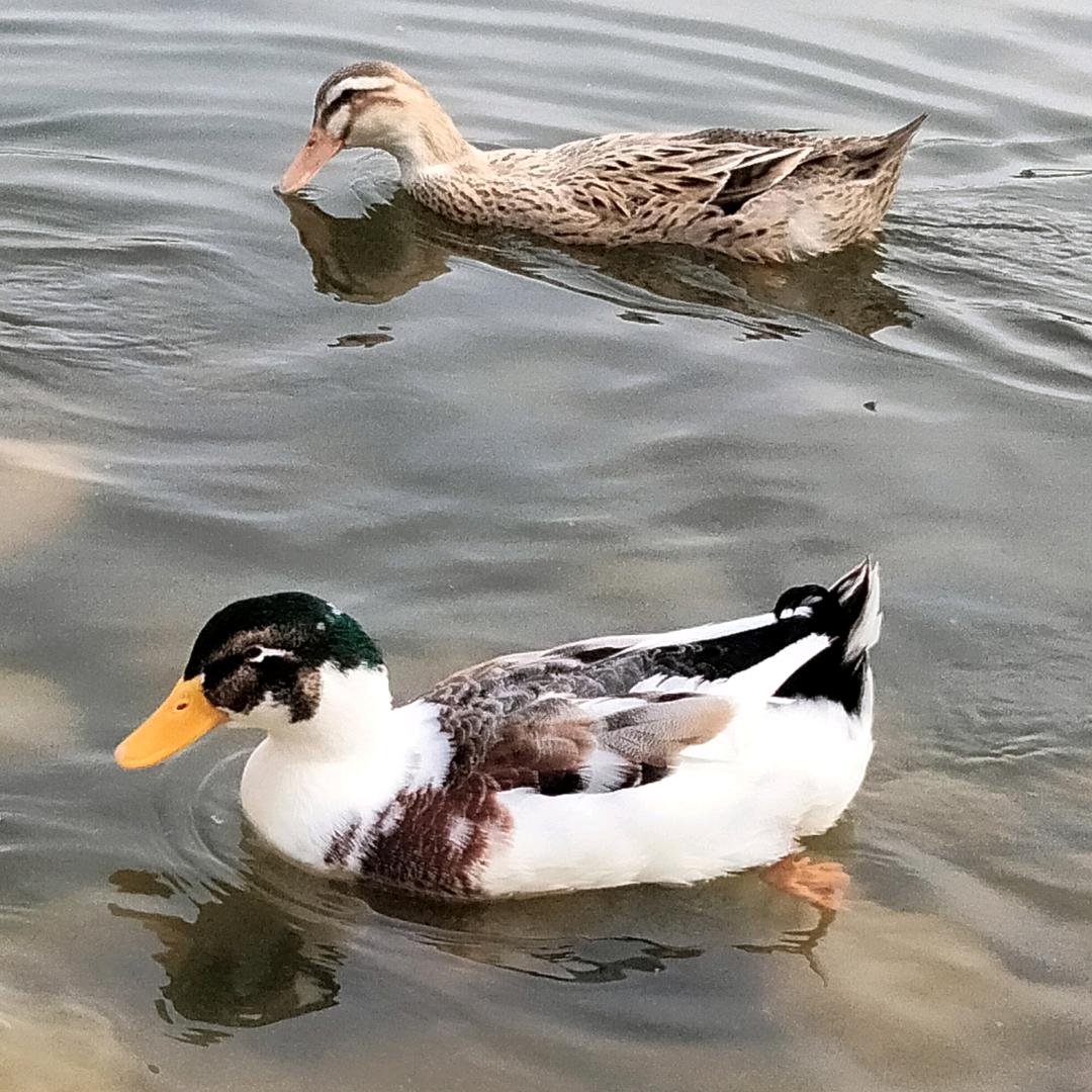 🌷夏天🌺