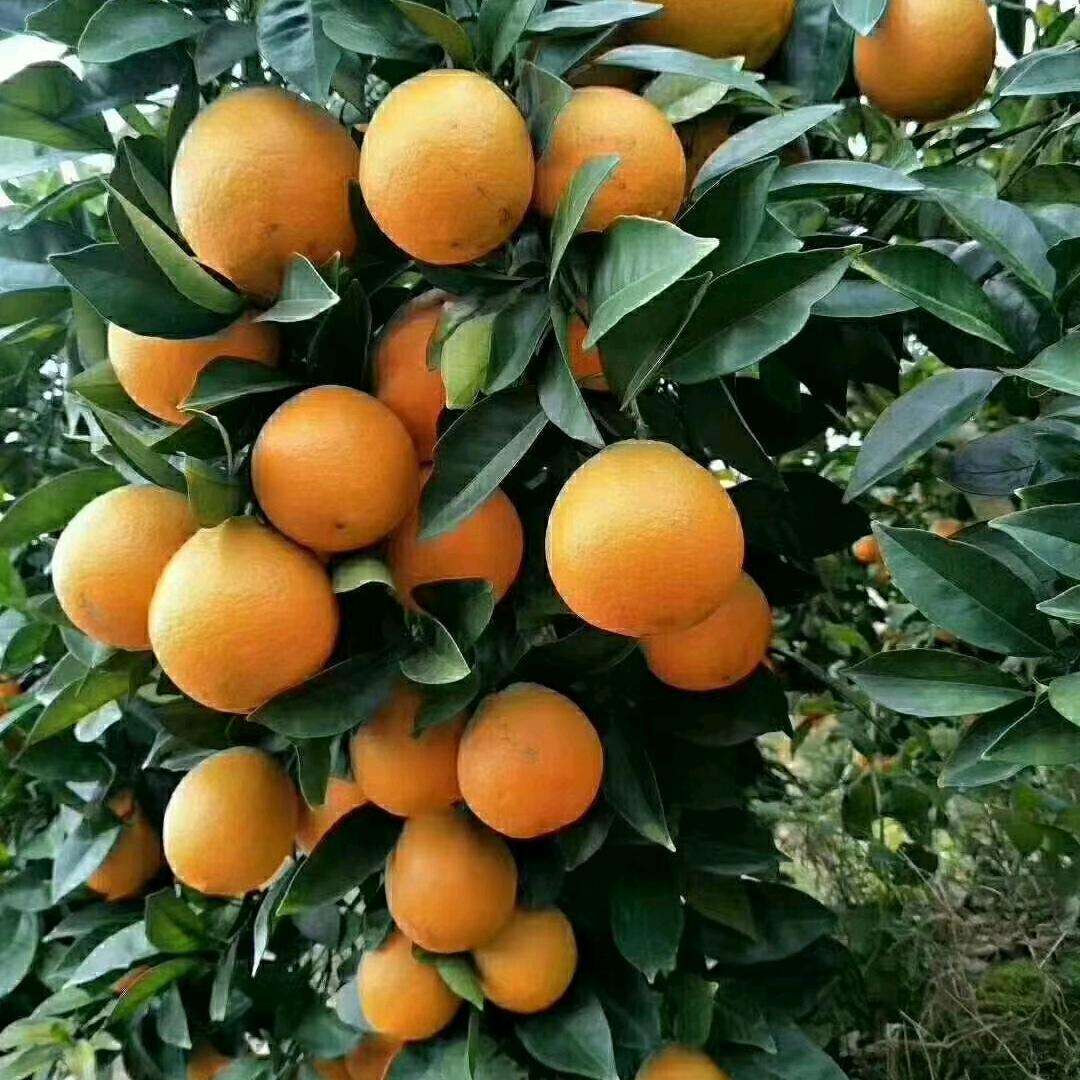 幸福哥