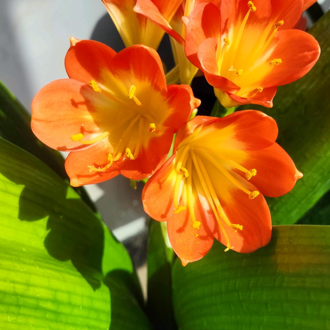 风过满庭芳