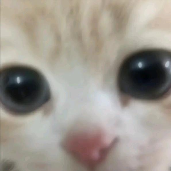 打死豆沙包