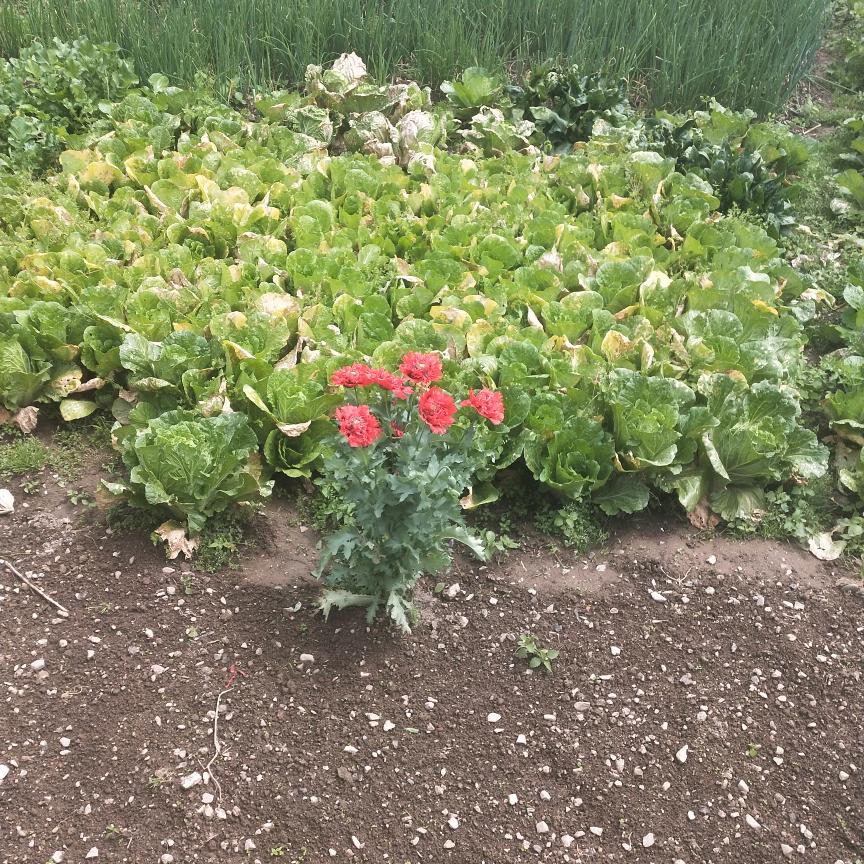 专业木工，钢筋团队