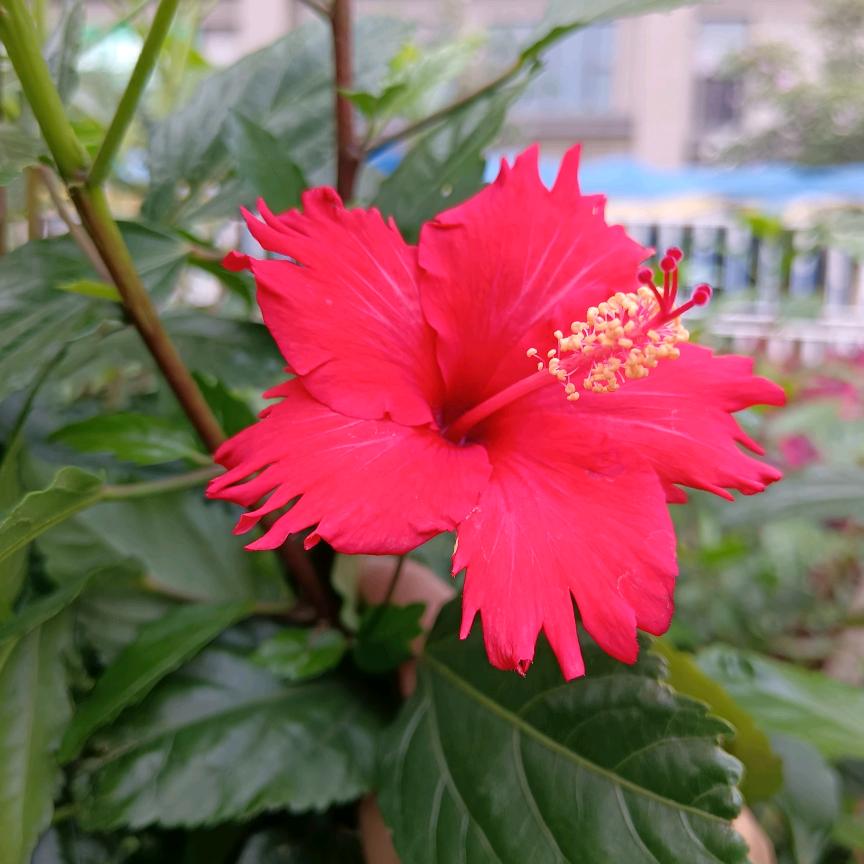 杨春梅