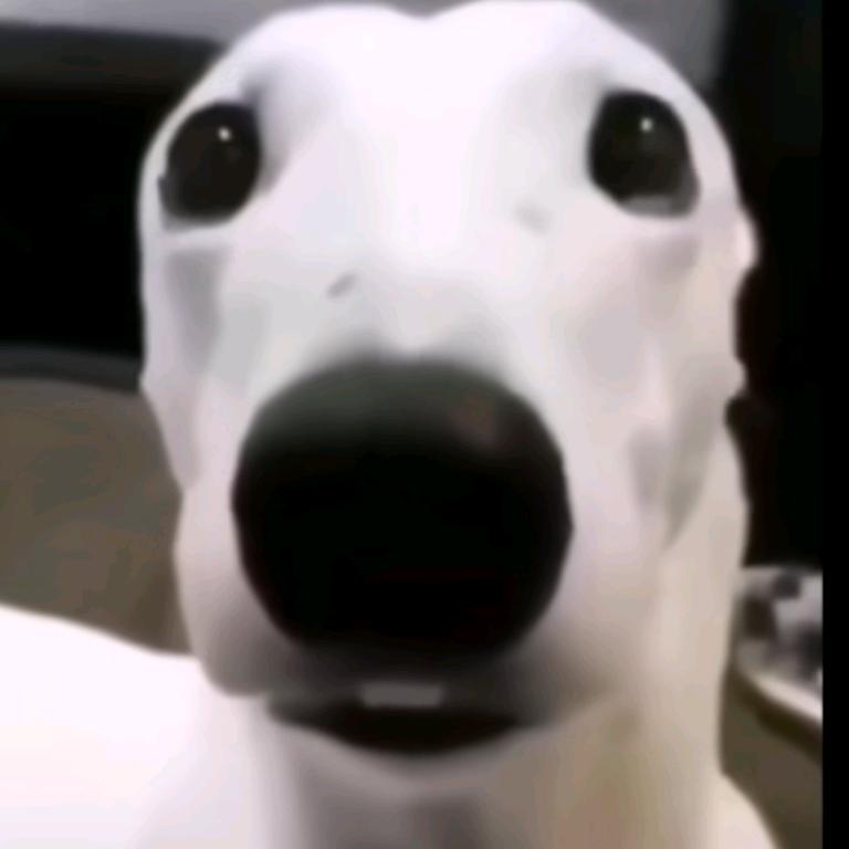 💫一只混血的狐魔🌟星梦☆