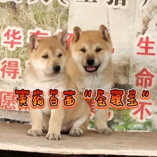 小陈优选田园犬