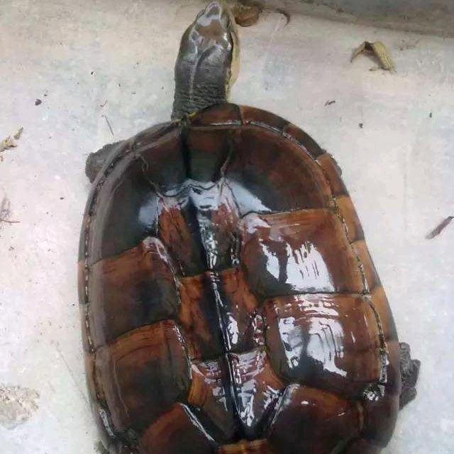 增城石金钱养殖户