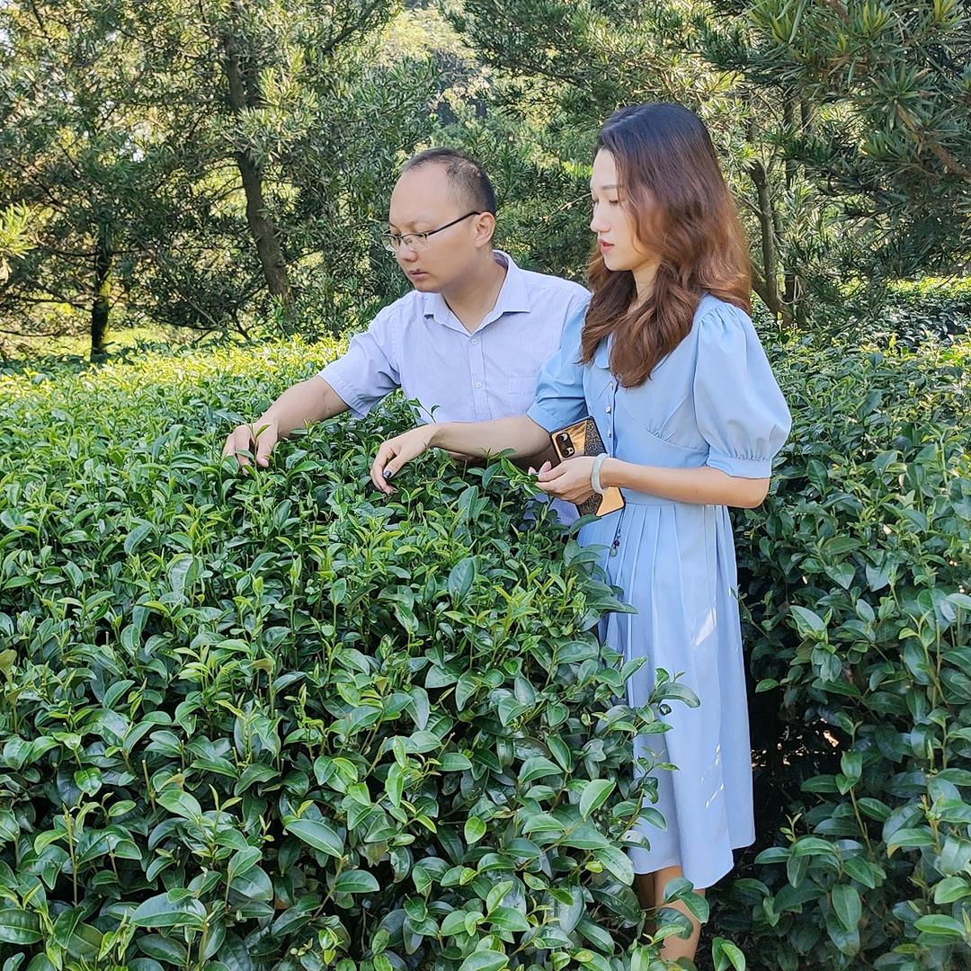 小邓哥茶园
