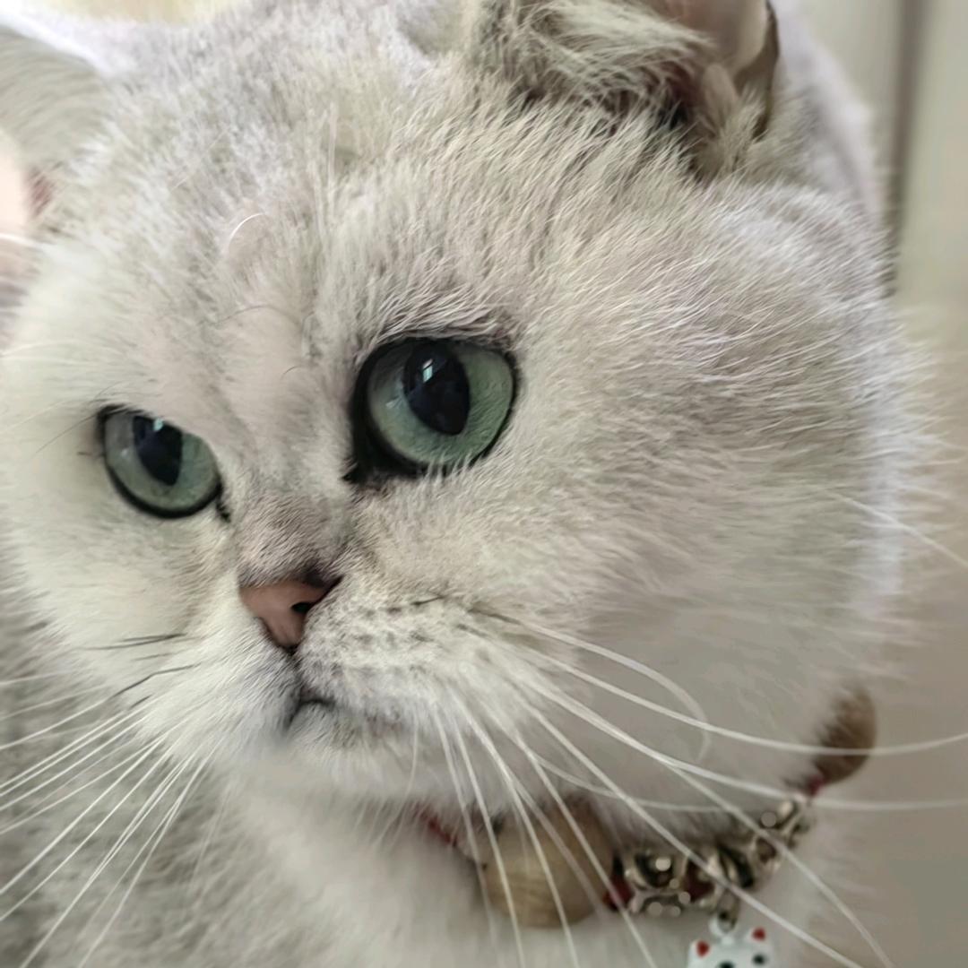 丨塔姆丨三角洲碰碰车