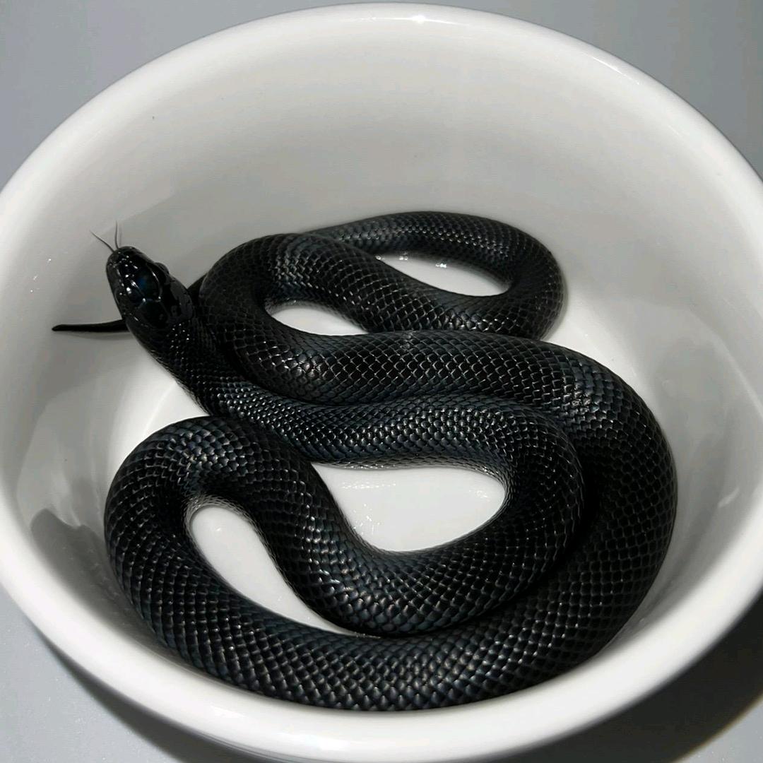 冷血生命爬宠生活馆官方号