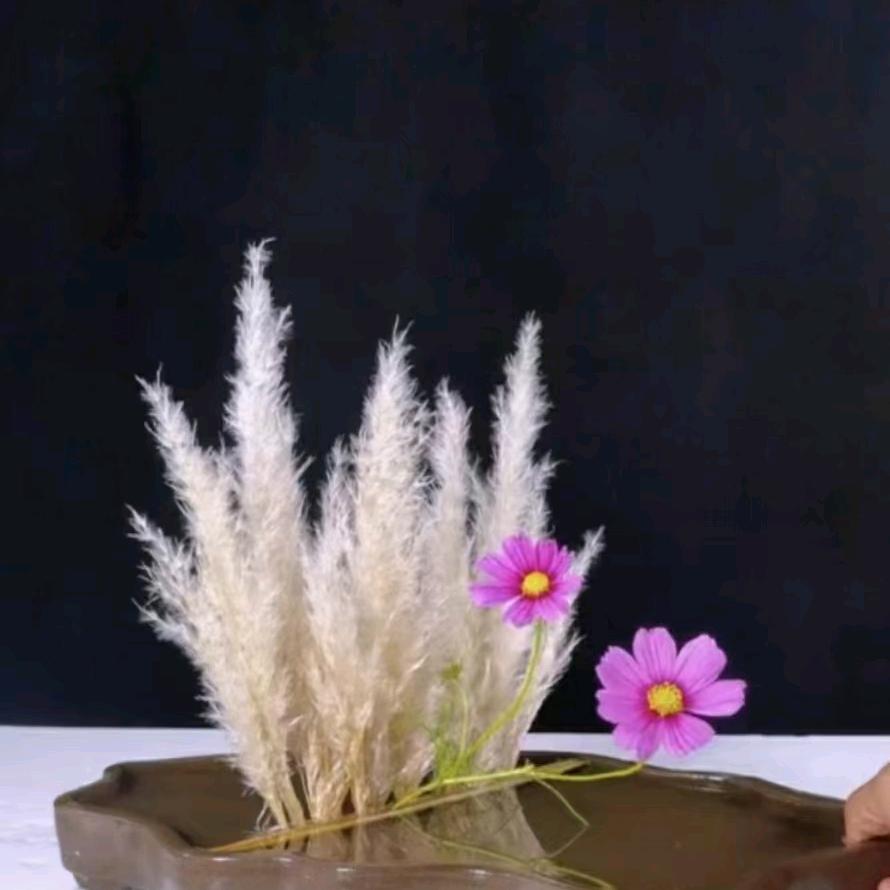 苏格兰