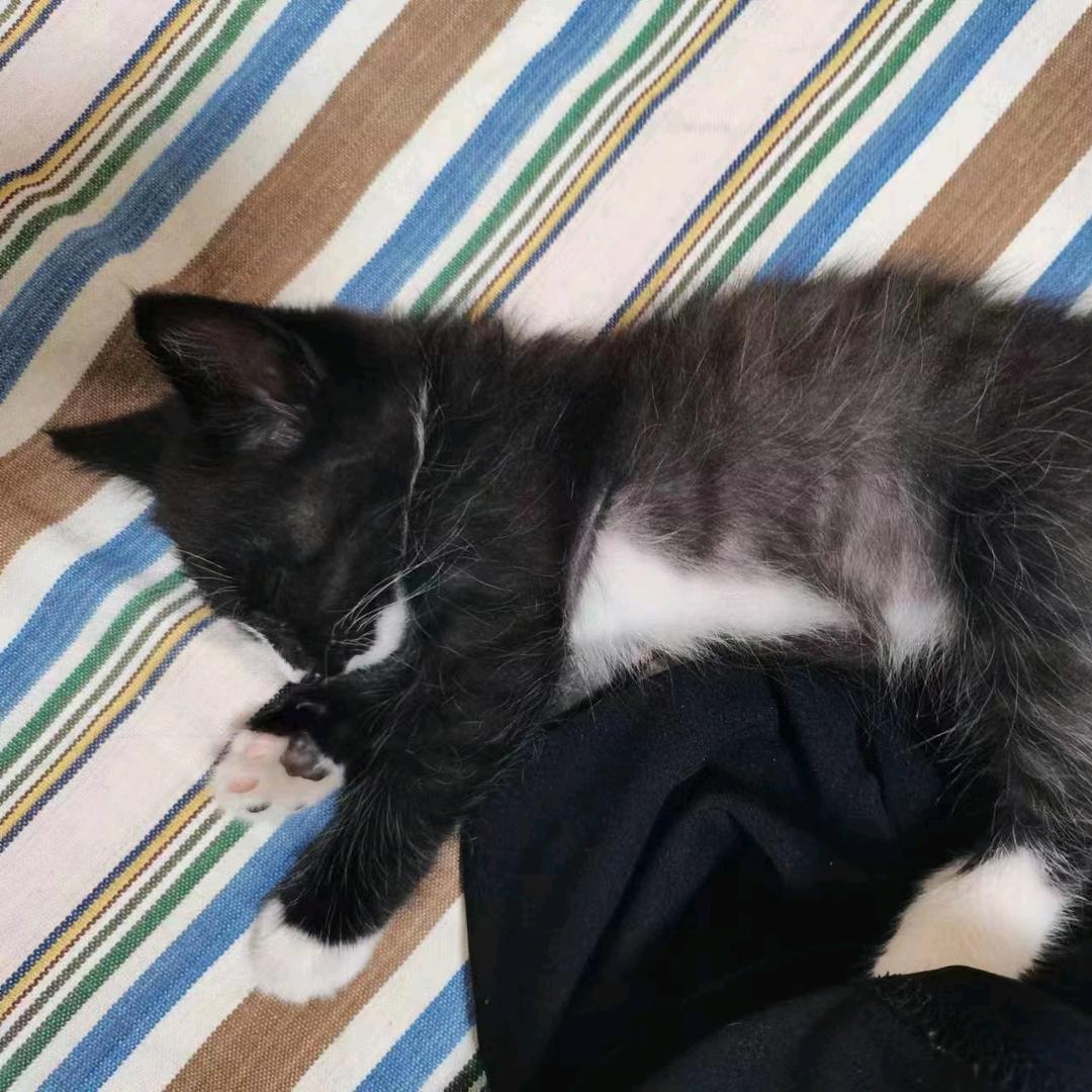 小猫警长