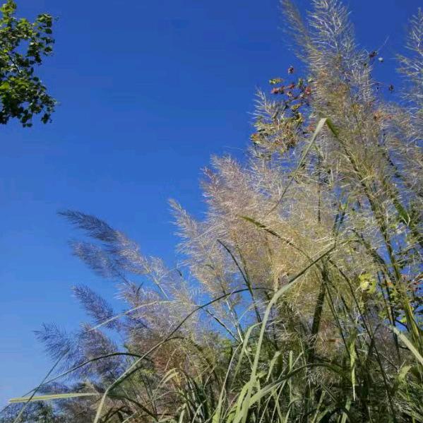 欢迎蒸汽石锅鱼（马海路店）