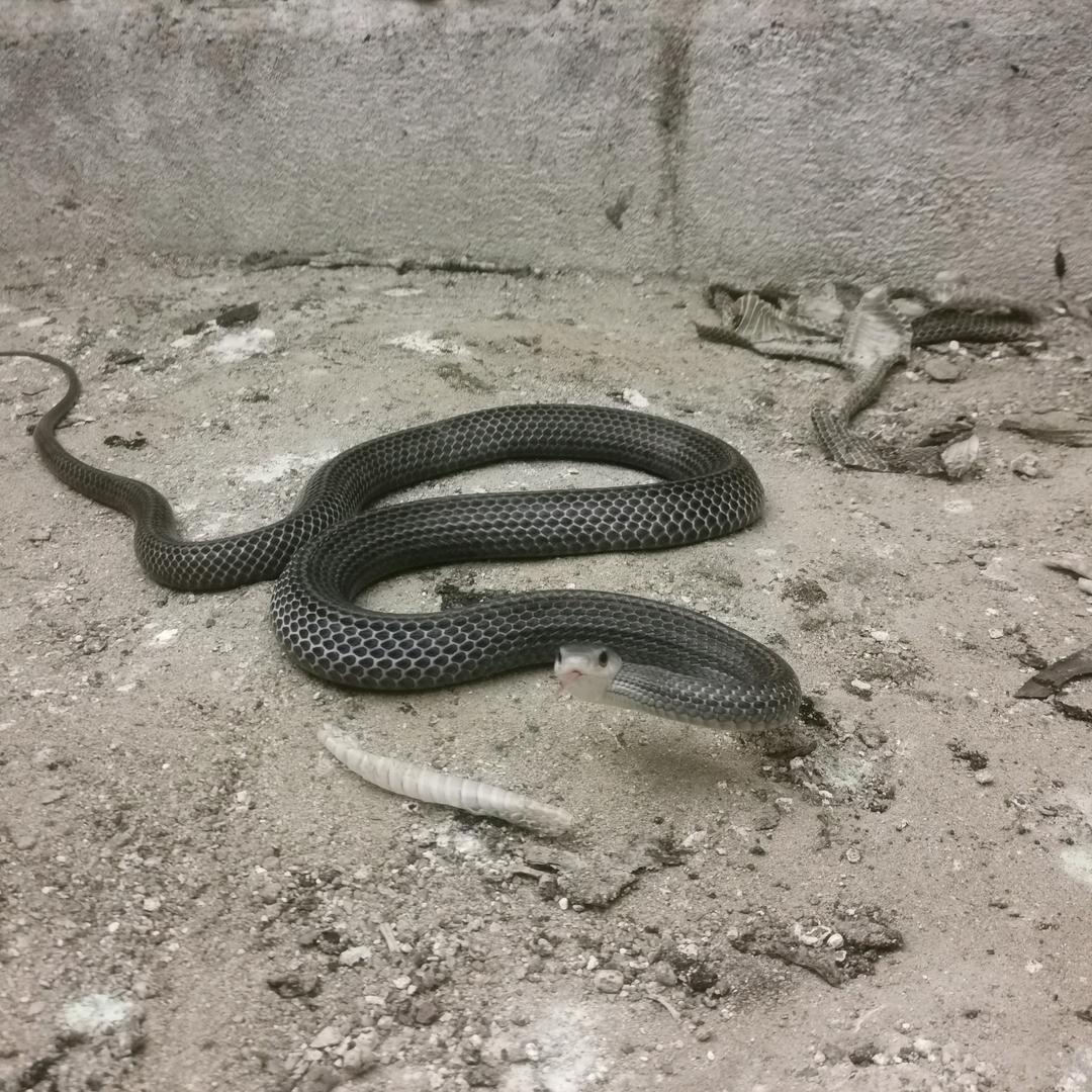 养🐍的胖妞