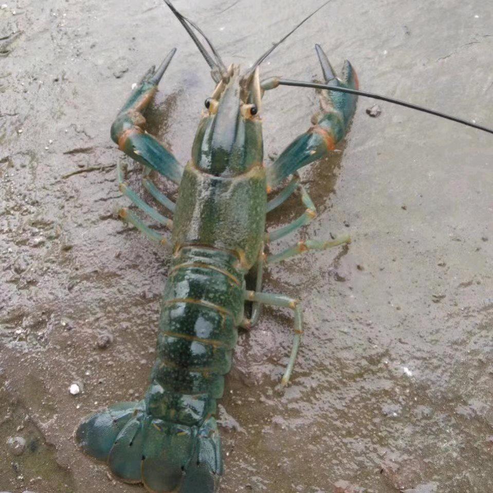 重庆澳源渔业—蓝龙