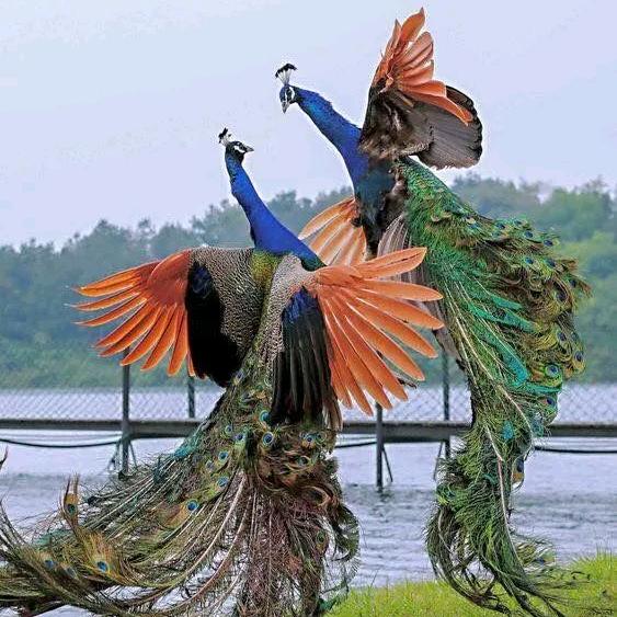 💐浅笑嫣然💐