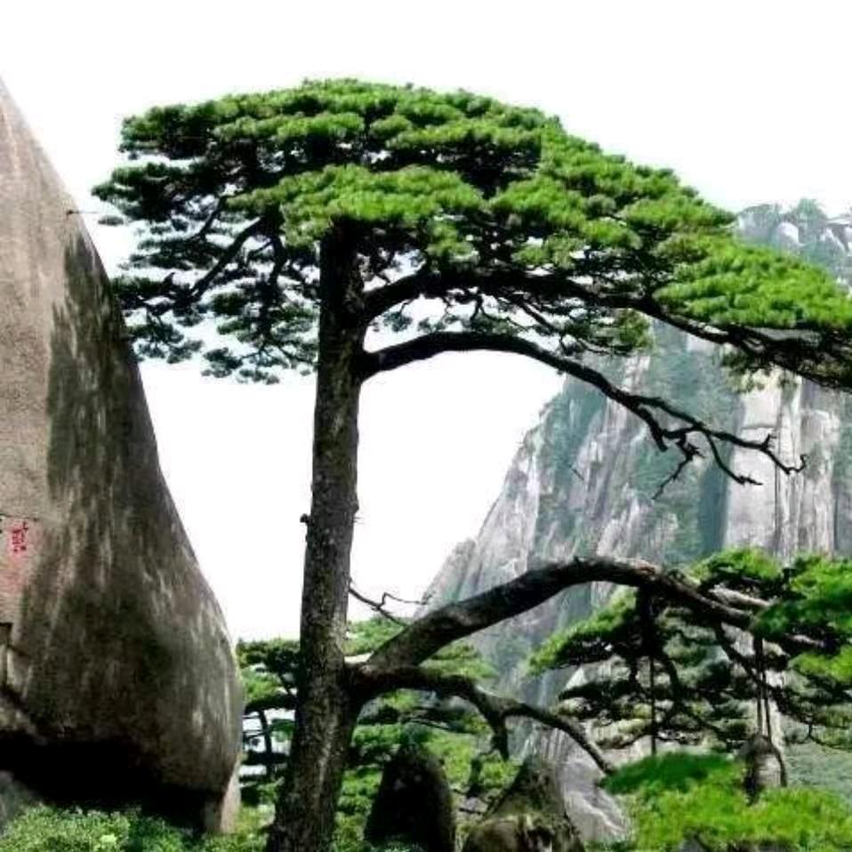 泰山松