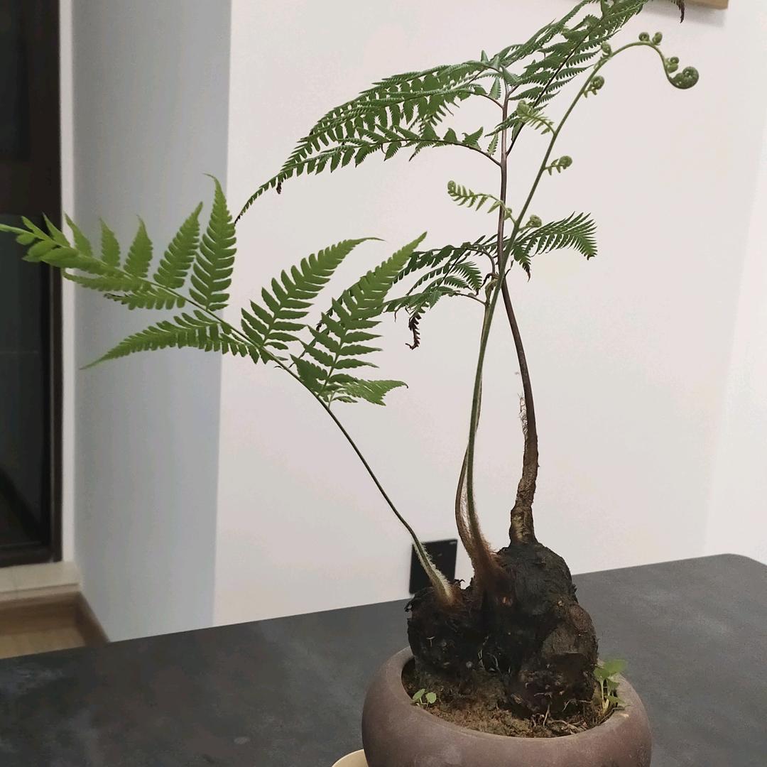 雙良