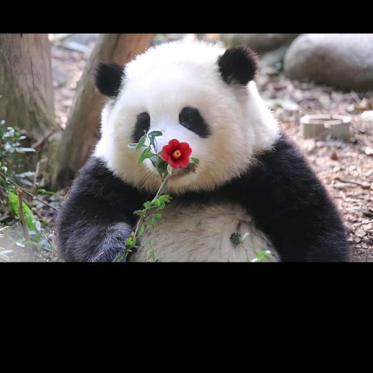 Panda丫丫