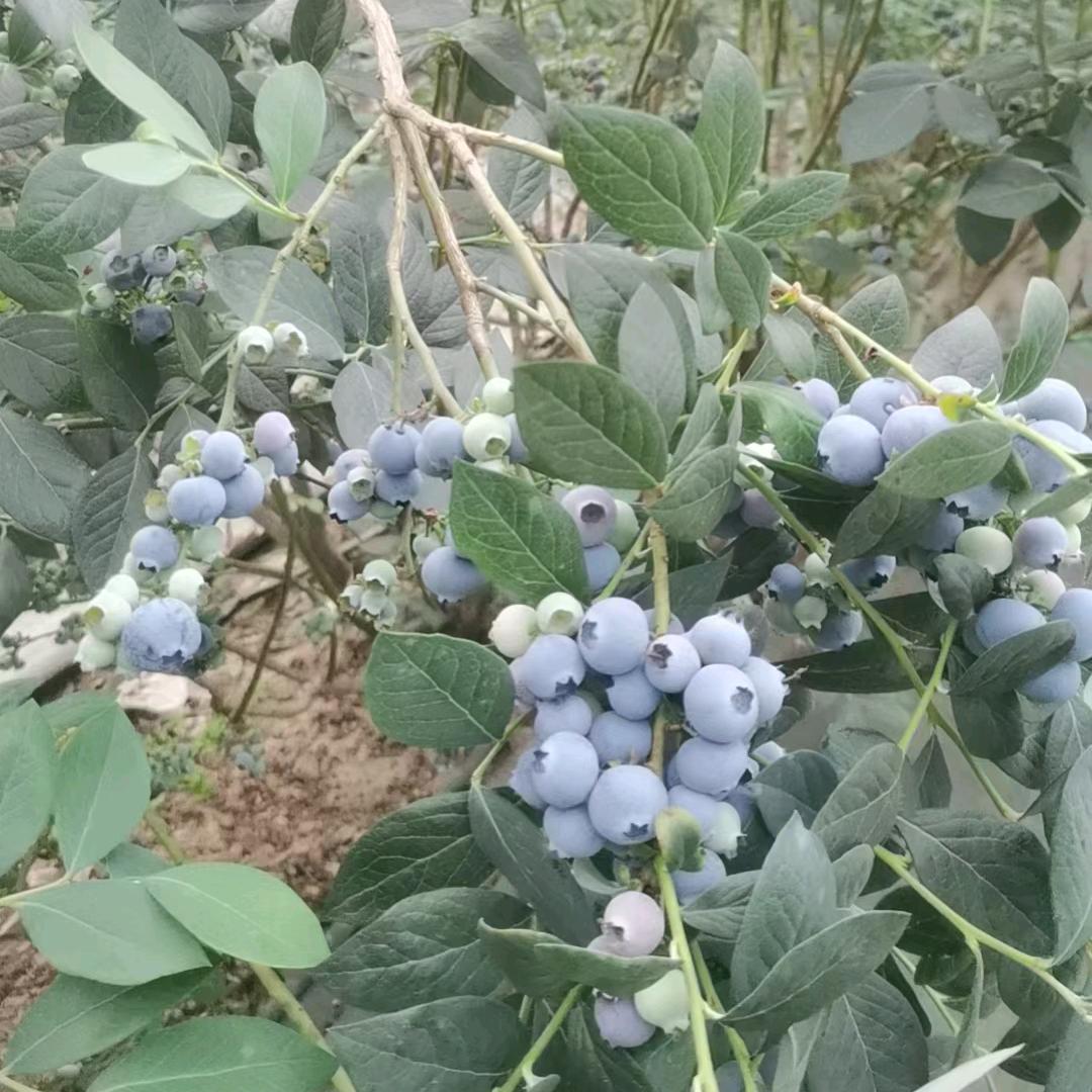 赣榆优鲜坊