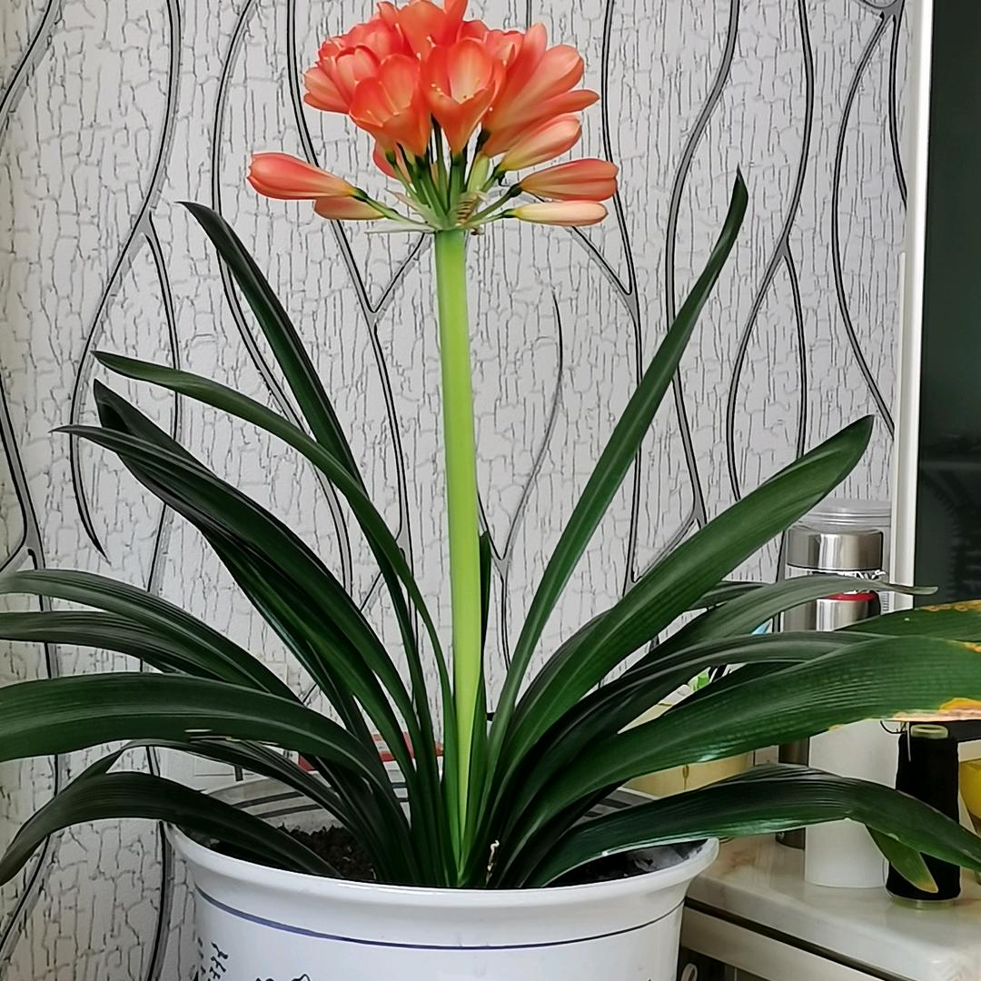 十八个小子来当兵