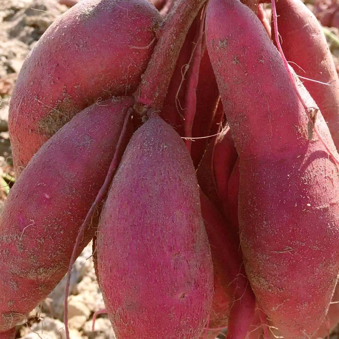 六鳌丑哥！红薯粉