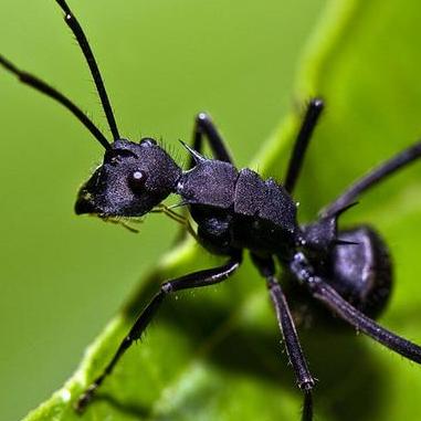 🐜缺颗牙的蚂蚁🐜