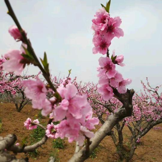 一枝梅。