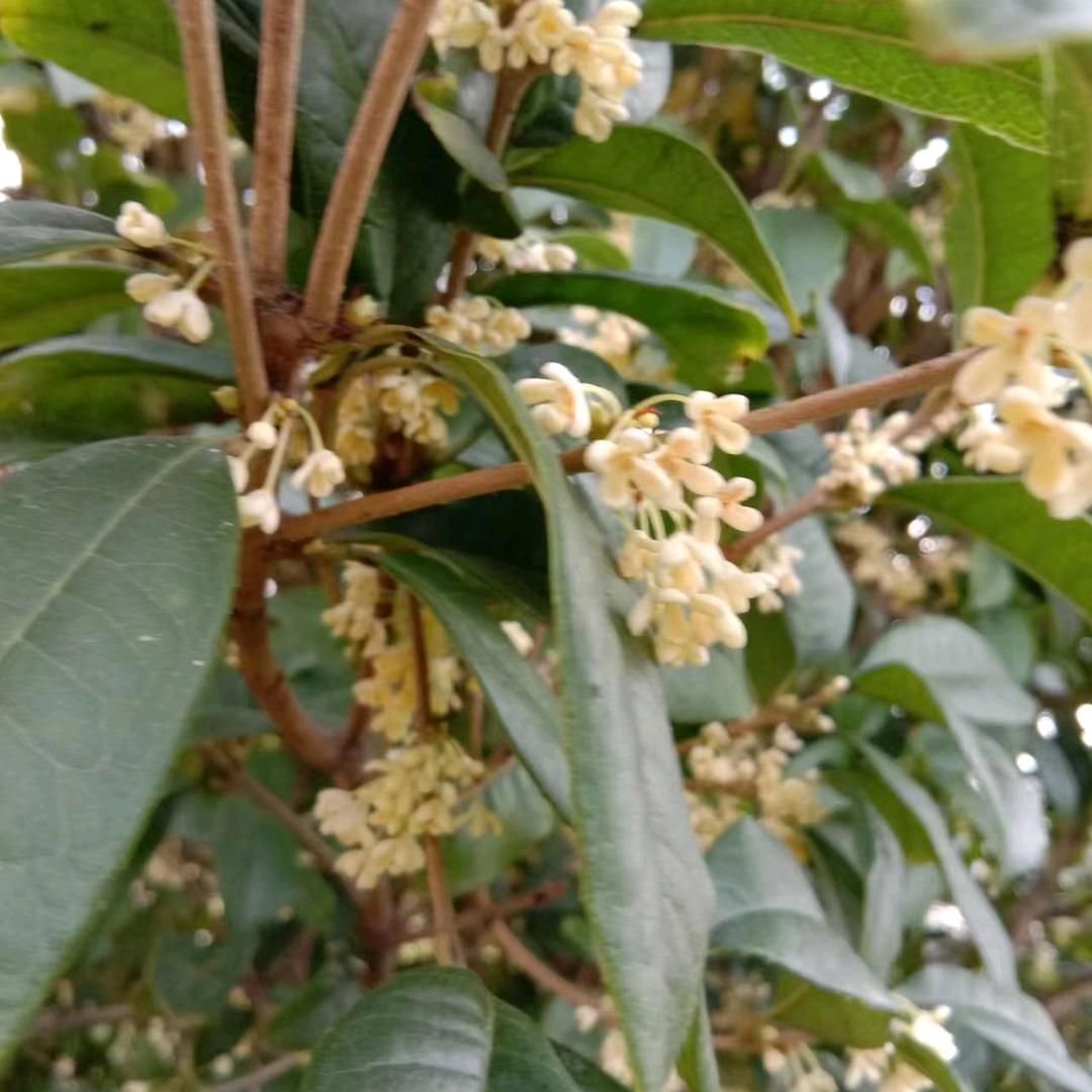 靜待花开