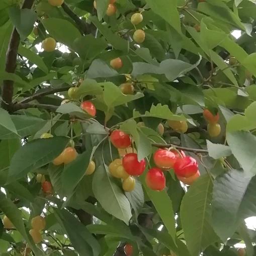 美容圣果