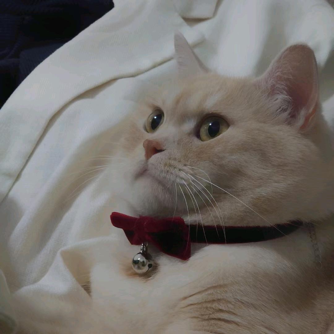 穿骑行靴的猫