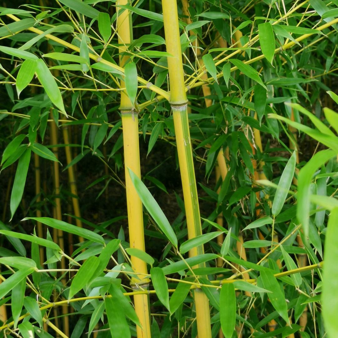 情系万里