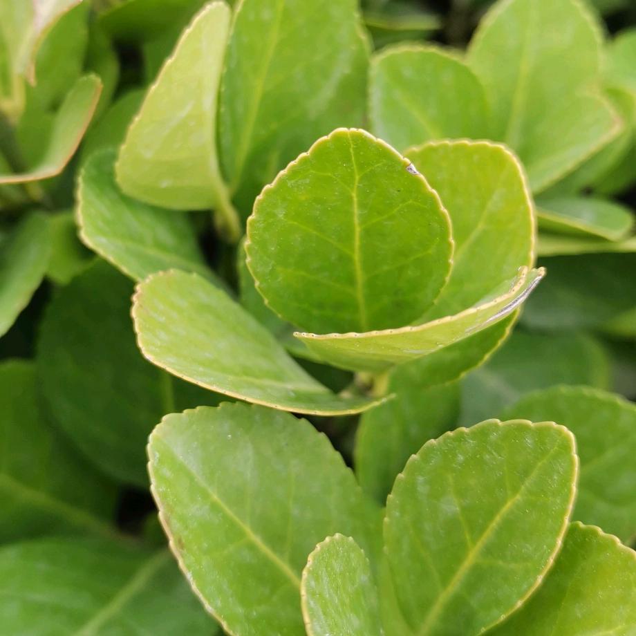 এ᭄未来实现梦想ꦿృ༊