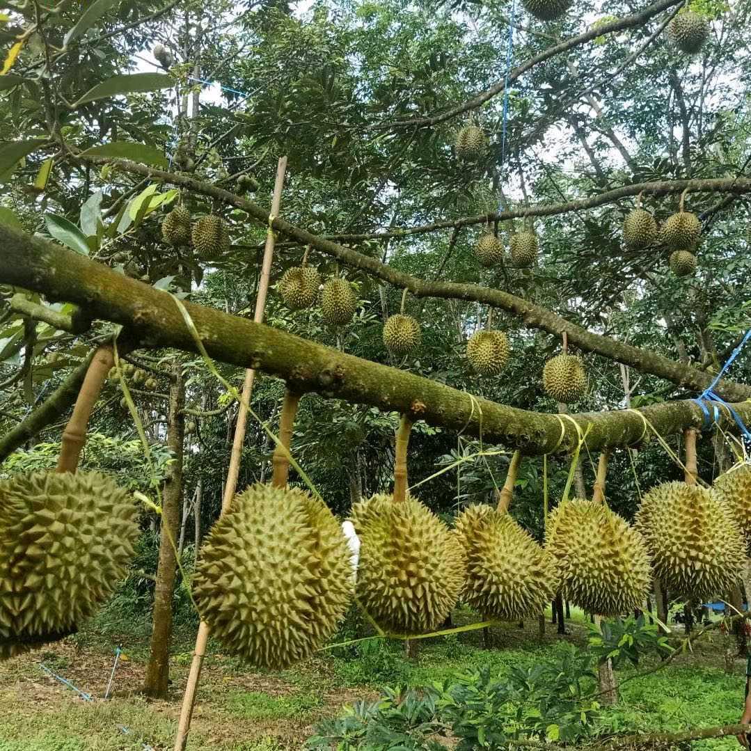 凯哥优选一件代发主播对接
