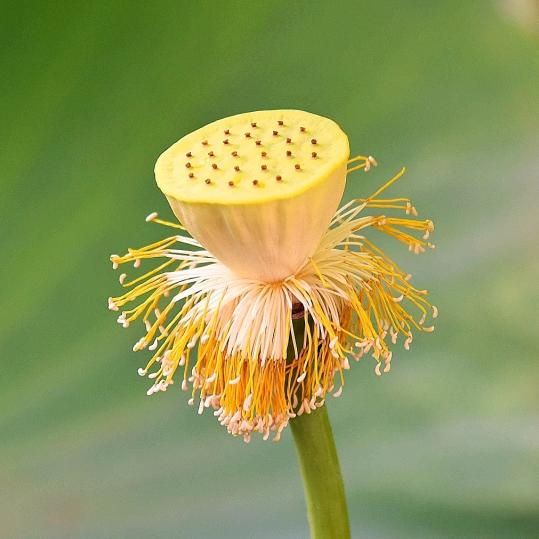莲花莲