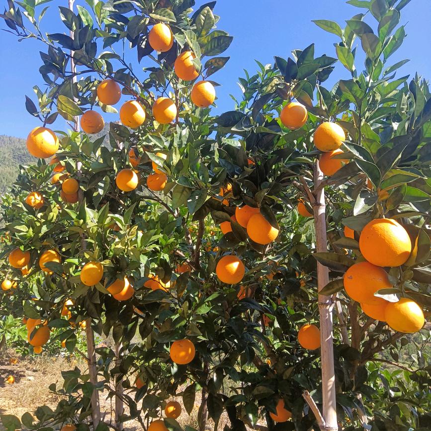 种脐橙的乡下人