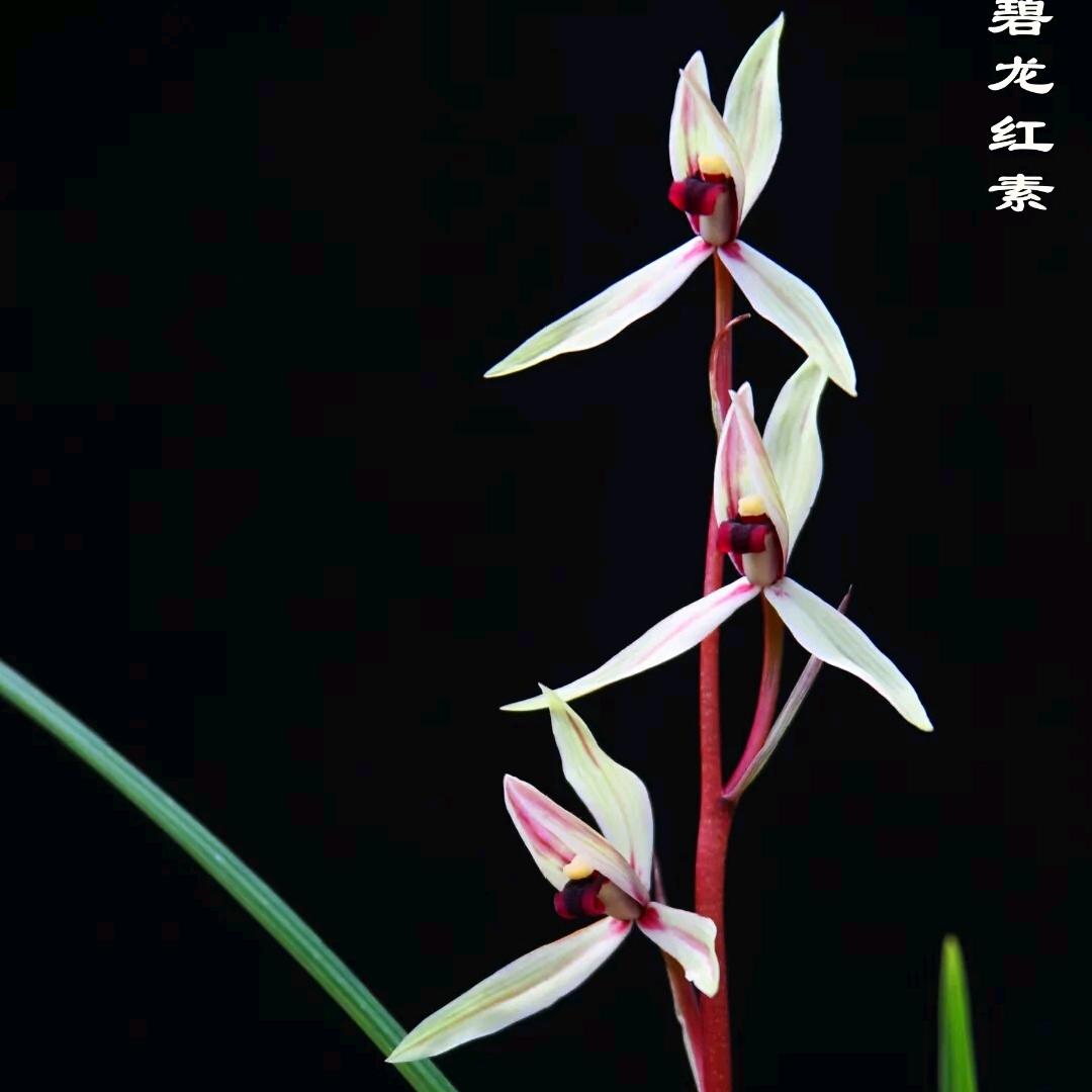 风影