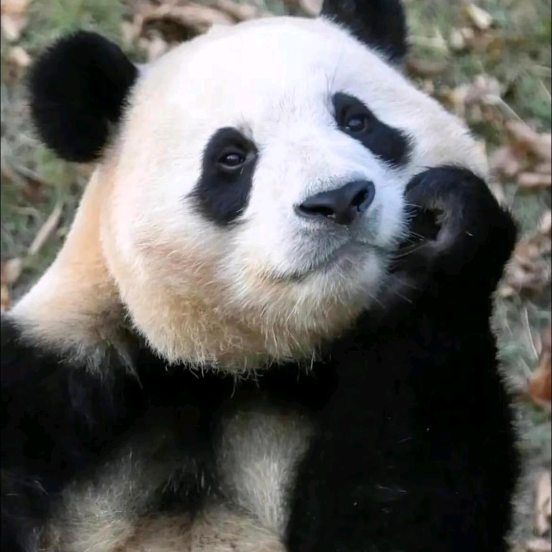 捣蛋小淑女