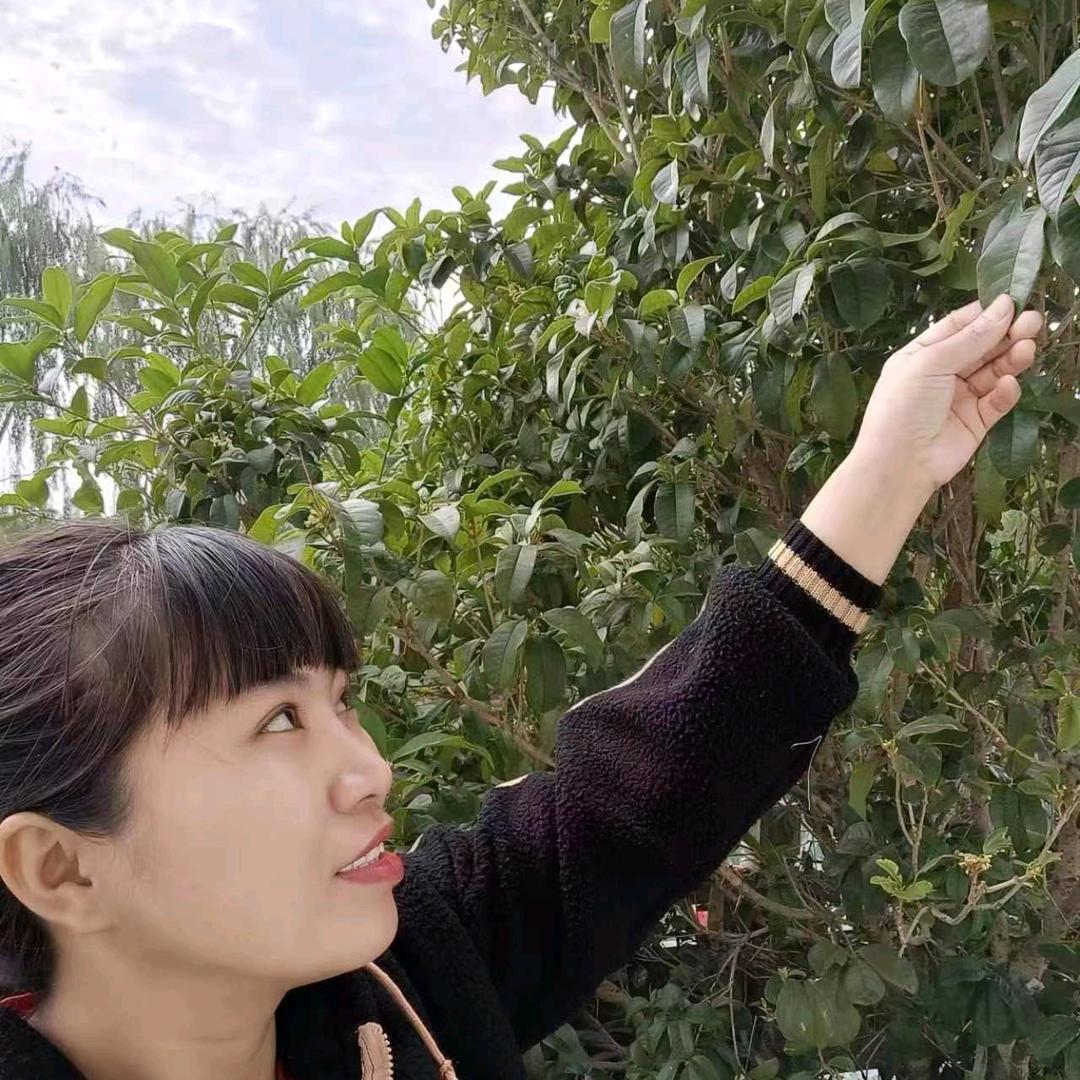 张登琴