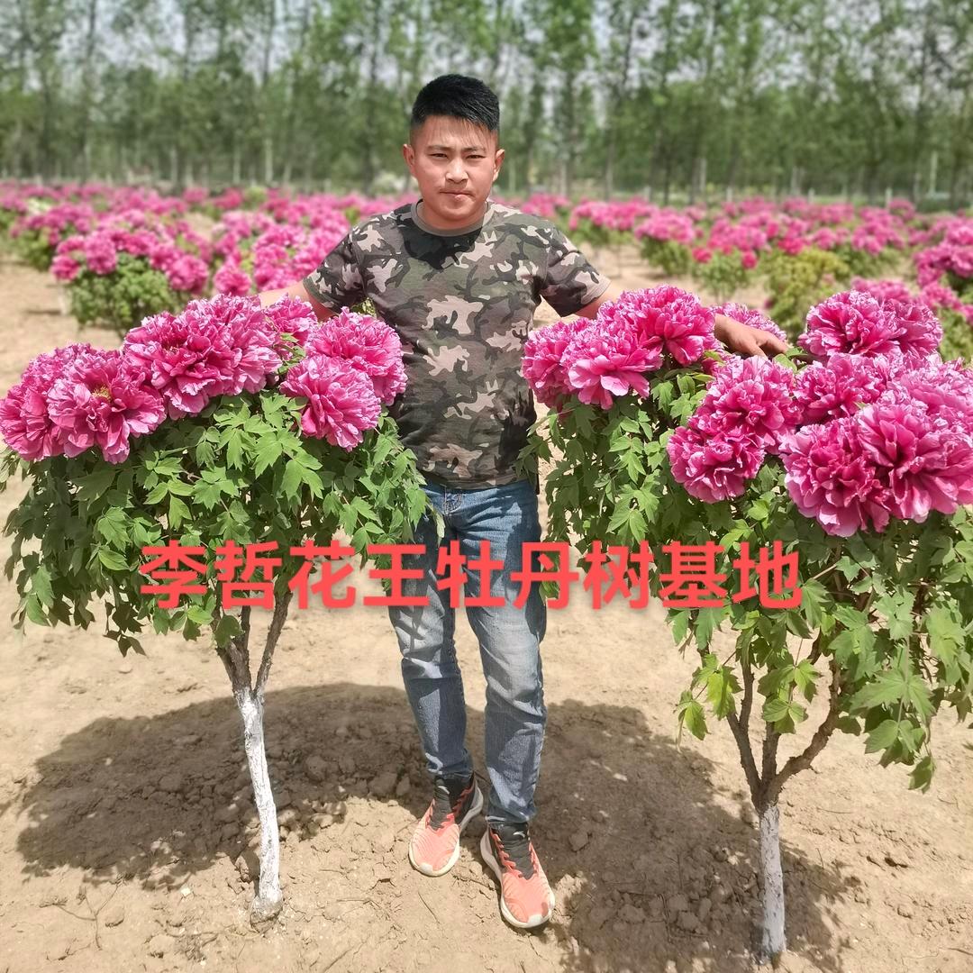 菏泽李哲老桩牡丹芍药基地