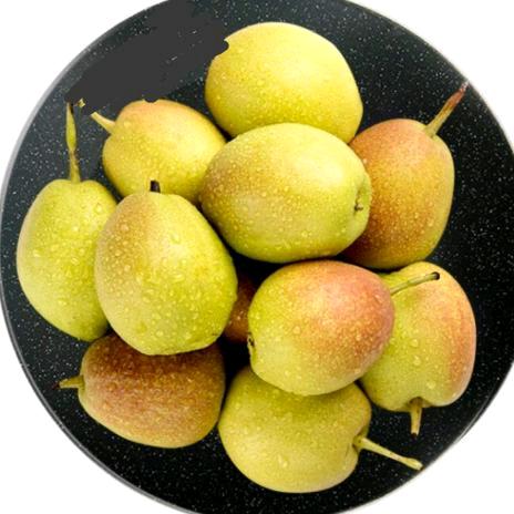 库尔勒香梨庄园