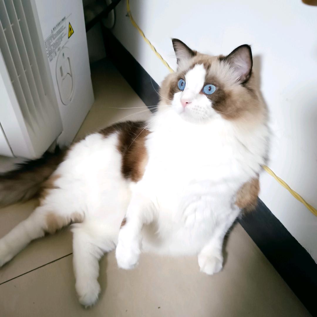 芸豆
