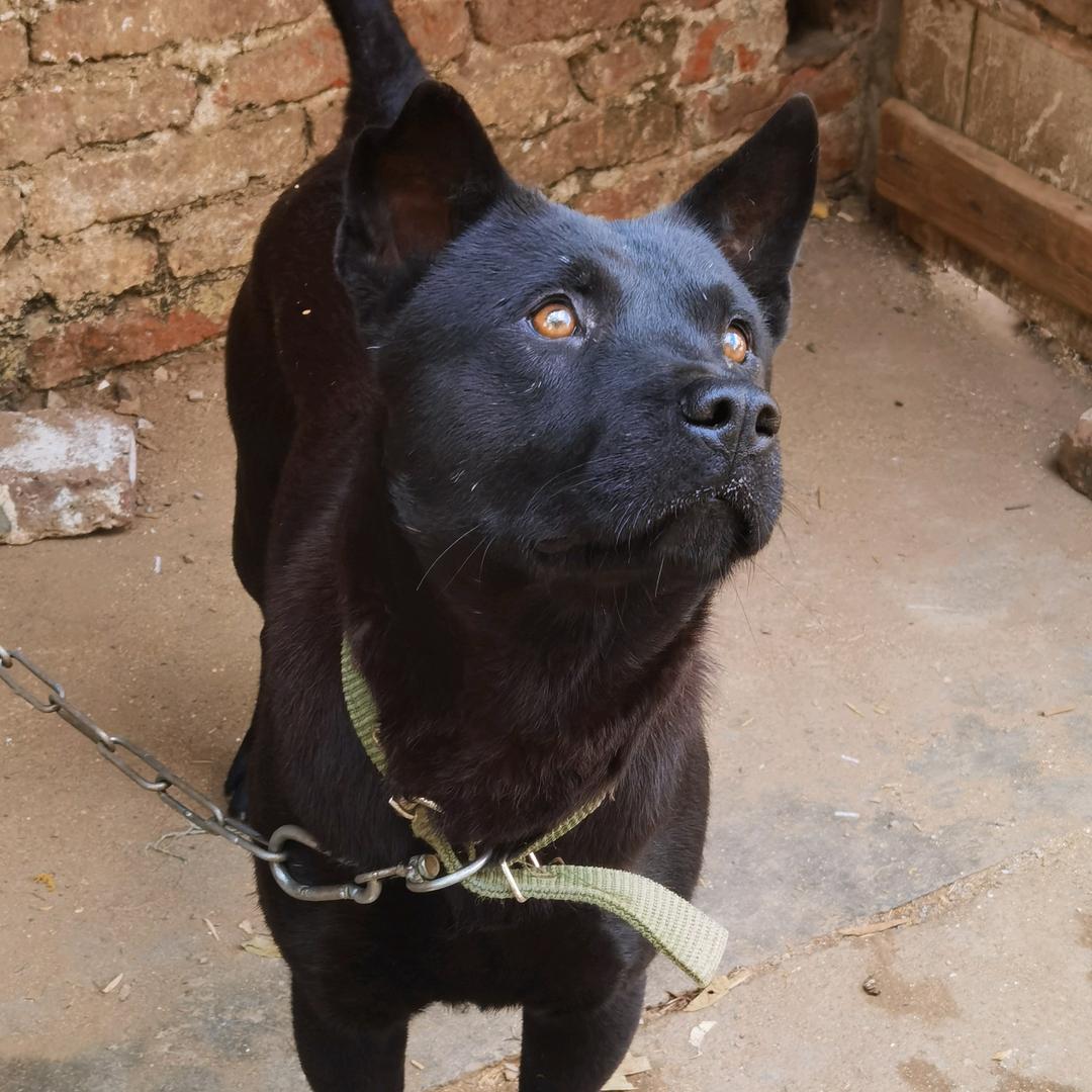 兴业小李宠物优品铺子