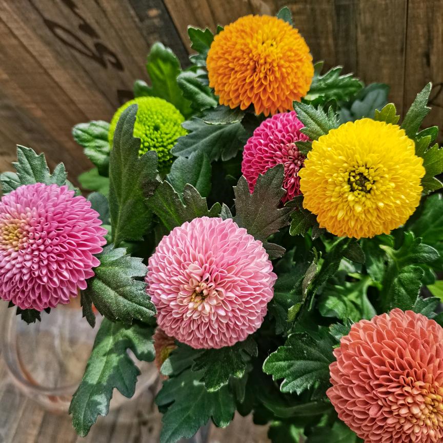 小小一朵花