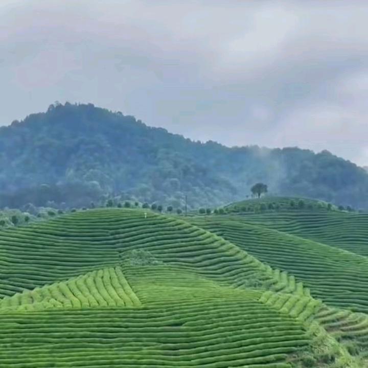 小阿哥